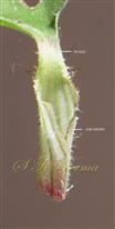  Leaf sheath and Petiole
